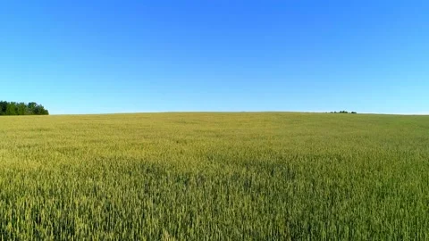 Low flight over green and yellow wheat rural field at sunny summer day Stock Footage 111197121