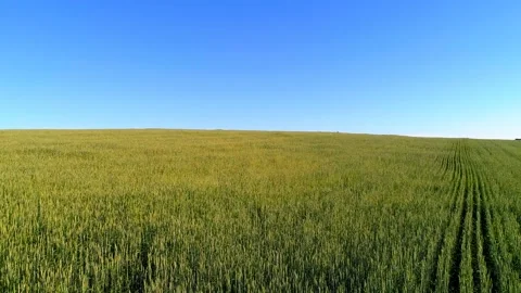 Low flight over green and yellow wheat rural field at sunny summer day Stock Footage 111362200