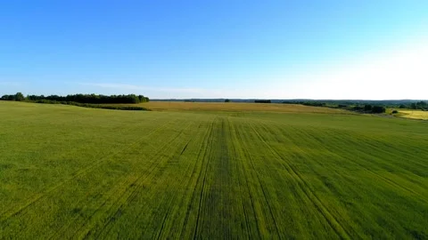 Low flight over green and yellow wheat rural field at sunny summer day Stock Footage 111362560