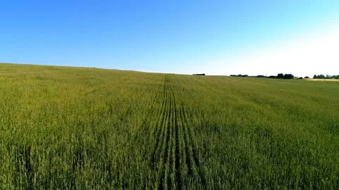 Low flight over green and yellow wheat rural field at sunny summer day Stock Footage 111362655