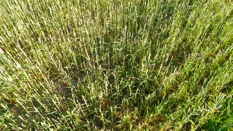 Low flight over green and yellow wheat rural field at sunny summer day Video stock 111363657