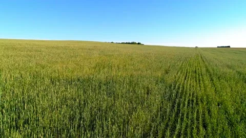 Low flight over green and yellow wheat rural field at sunny summer day Stock Footage 111363908