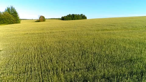 Low flight over green and yellow wheat rural field at sunny summer day Stock Footage 111364459