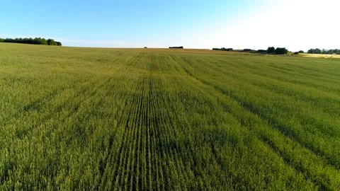 Low flight over green and yellow wheat rural field at sunny summer day Stock Footage 111364503
