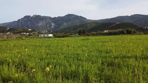 Low flight over a green field with yellow flowers Stock Footage 126169548