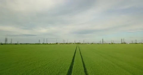 Low flight over a green wheat field, drone 스톡 동영상 131269530