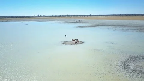 Low flight over group of cows in small island in shallow salt water pan Stock Footage 80599040