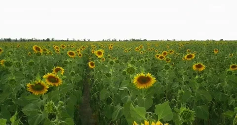 Low flight over a large field of yellow sunflower Stock-Footage 135635070