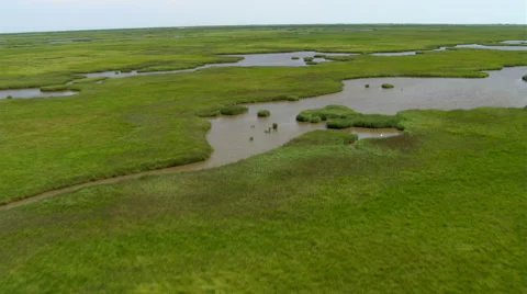 Low flight over Louisiana swampland with white birds flying up Stock Footage 59334585