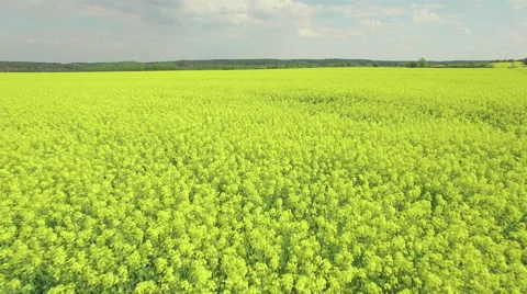 A low flight over a lush blooming yellow rapeseed field Video stock 63961492