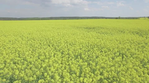 A low flight over a lush blooming yellow rapeseed field Video stock 63973449
