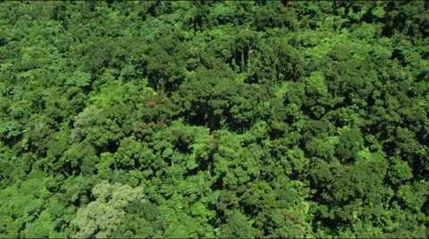 Low flight over lush green rainforest jungle canopy Video stock 25331336