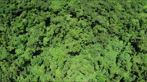 Low flight over lush green rainforest jungle canopy Video stock 25333241