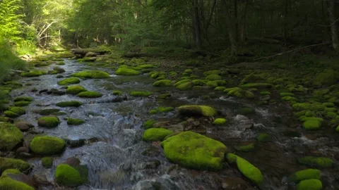 Low flight over a mountain stream with moss covered rocks Stock Footage 161205528