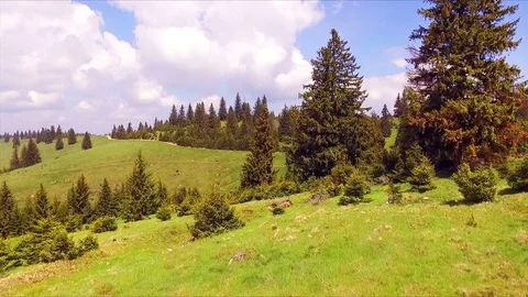 Low flight over mountains, hills and meadows with pine green forests Video stock 75959664