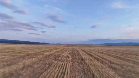 Low flight over mowed wheat fields, after sunset. Stock Footage 280981039
