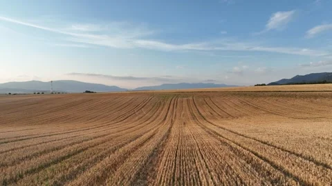 Low flight over mown wheat fields, with blue sky Stock Footage 280979997