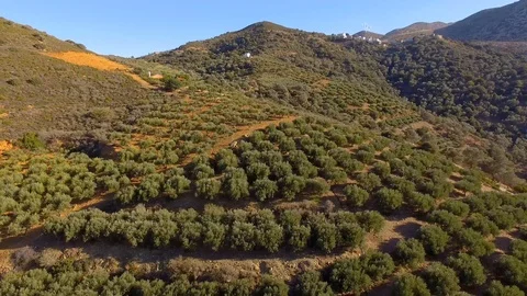 Low Flight Over olive Trees Forming A Sea Of Green Canopy Stock Footage 100061869