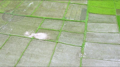 Low flight over partly sowed rice fields Stock Footage 25334711