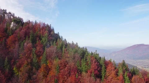 Low flight over pine landscape with endless mountain forest on sunny autumn Stock-Footage 222592080