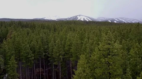 Low Flight over Pine Trees in Colorado Rocky Mountains Video stock 82808661
