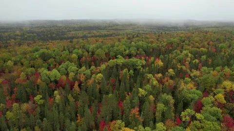 Low flight over red and yellow autumn forest canopy in Quebec Vídeos de archivo 346848351