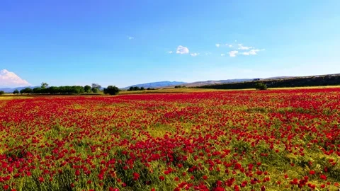 Low Flight Over Red Poppy Flower Field in Spring Meadow 4K 60fps Drone Footage Vídeos de archivo 336815448
