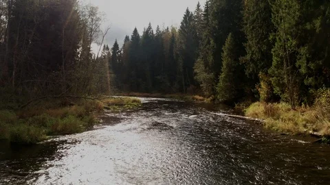 Low flight over the river in the forest Stock Footage 117545047