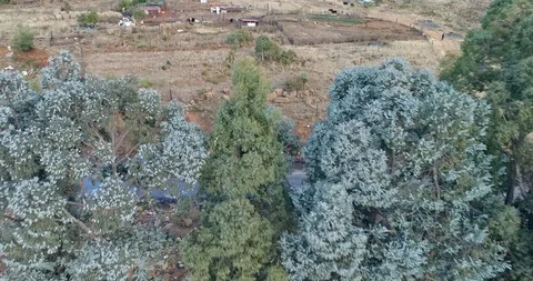 Low flight over rural subsistence farm with livestock roaming amid the shanty Stock Footage 95143705