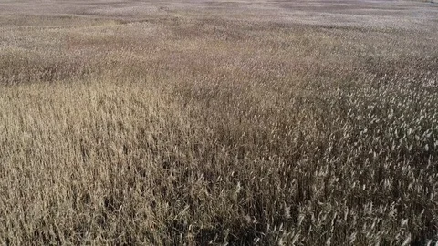 Low flight over a salt marsh Vídeo Stock 98164431