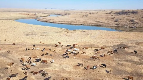 Low flight over small herd of cows nestled within the bow of a river bend Stock Footage 79806535