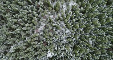Low flight over snowy forest in winter. Flight above winter forest. Stock Footage 140619642