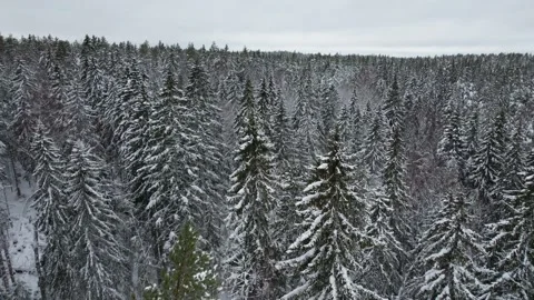 Low flight over a snowy forest Stock Footage 233536044