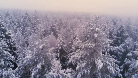 Low flight over snowy pine forest on winter day, aerial shot Stock Footage 101177147
