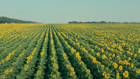 Low flight over sunflower flowers in the field. Lines of the rows of Sunflowers Stock Footage 160958662