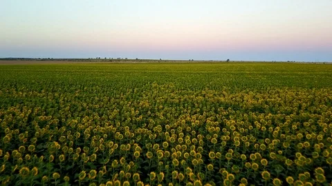 Low flight over sunflowers Video stock 104050811