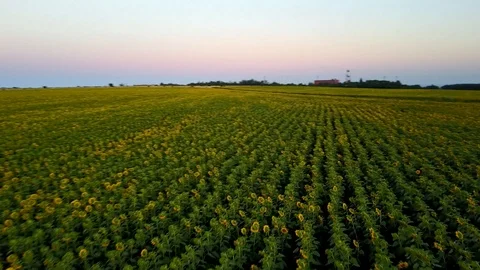 Low flight over sunflowers Video stock 104050866
