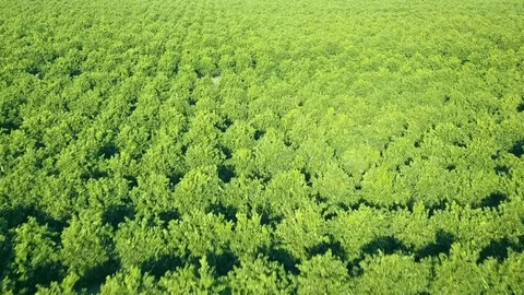 Low flight over the tops of young citrus trees forming a sea of green canopy Stock Footage 81201840