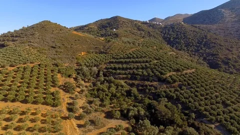 Low Flight Over The Trees Of Young olive Trees Forming A Sea Of Green Canopy Stock Footage 98837999