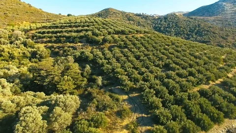 Low Flight Over The Trees Of Young olive Trees Forming A Sea Of Green Canopy Stock-Footage 98838094