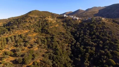 Low Flight Over The Trees Of Young olive Trees Forming A Sea Of Green Canopy Stock Footage 100062005