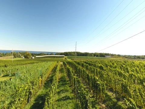 Low flight over vineyard Stock Footage 76015446