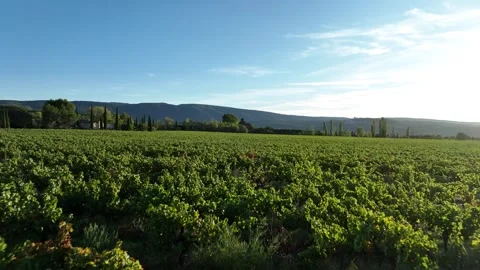 Low flight over a vineyard in the Provence-Alpes-Cote d'Azur region Stock Footage 268249579