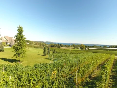 Low flight over vineyard toward East Bay Stock Footage 76015221