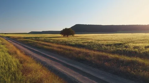 Low flight over wheat field and big tree Stock Footage 91350459