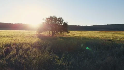 Low flight over wheat field and big tree Stock Footage 91350463