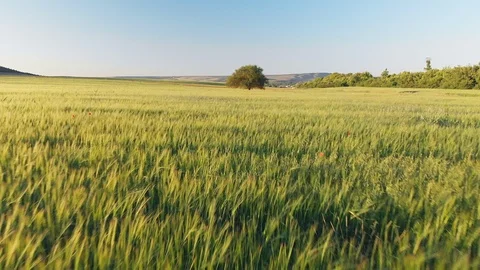Low flight over wheat field and big tree Stock Footage 91350474