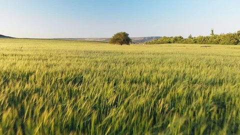 Low flight over wheat field and big tree Stock Footage 91350505