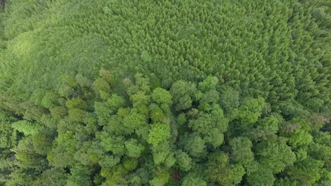 Low flight over the wonderful forest Stock Footage 64779389