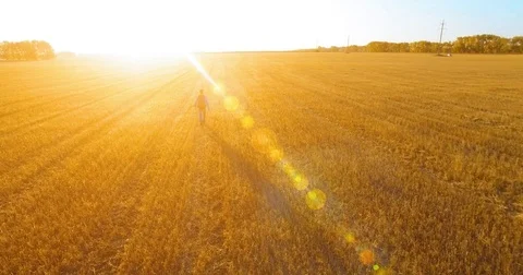 Low flight over young man tourist walking across a huge wheat field. Hands up Stock Footage 79051579
